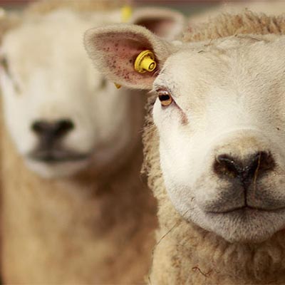 Livestock