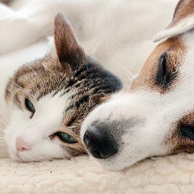 Pet Supplies