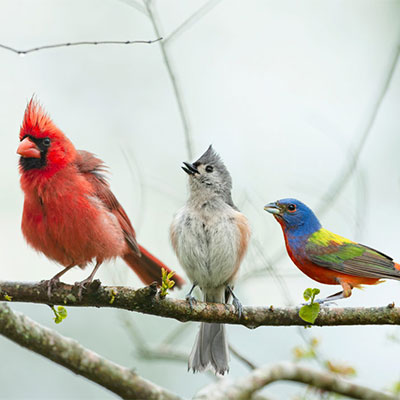 Wild Bird Supplies